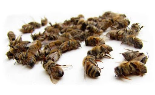 تلفات زنبور عسل