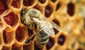 علت مرگ زنبور عسل