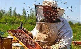 تاریخچه زنبور عسل