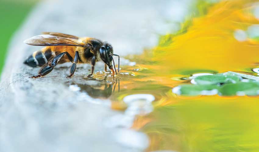  اقدامات لازم برای تأمین آب زنبور