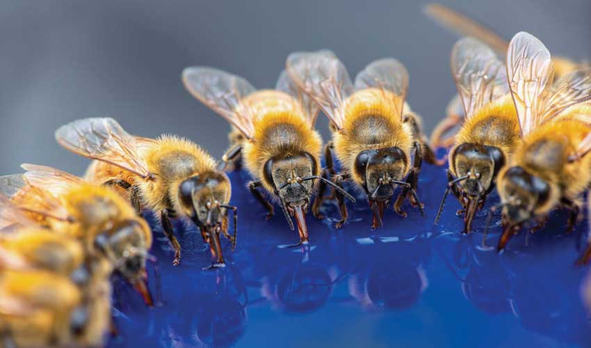 اهمیت آب برای زنبور عسل