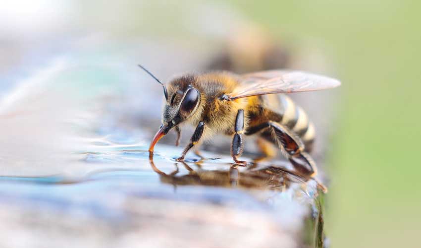 اهمیت آب در رفتار و زندگی زنبور عسل