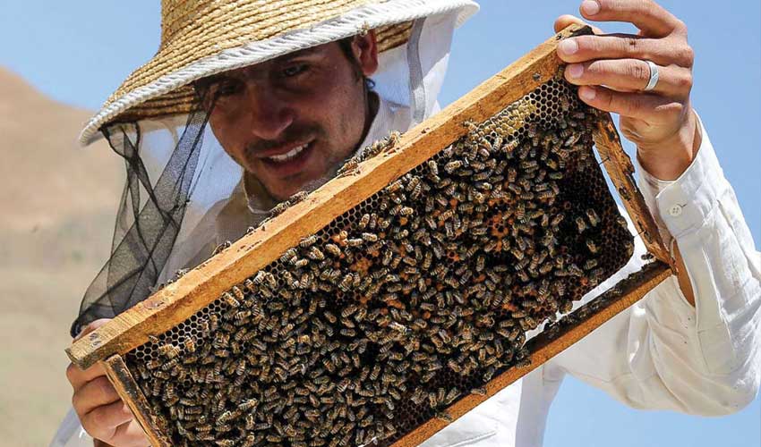 انواع محصولات زنبورداری برند هفت گوهر