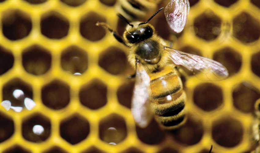 جلوگیری از مرگ و تلف شدن زنبور عسل